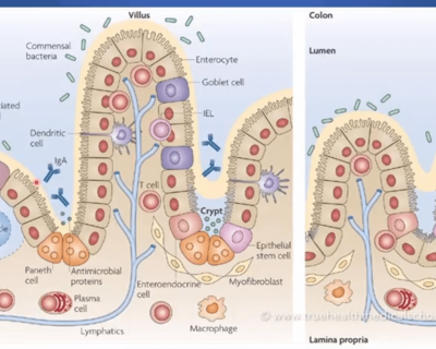 The five (anti)oxidative trace elements