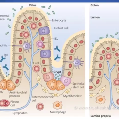 The five (anti)oxidative trace elements