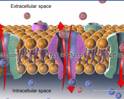 The first five minerals Ca Mg P Na K