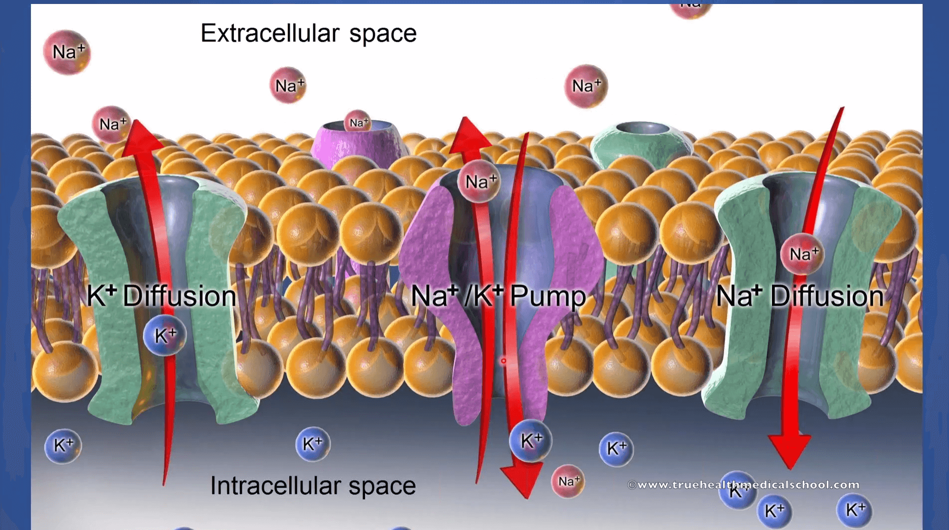 THMS The first five minerals Ca Mg P Na K – YouTube