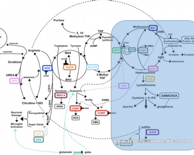 The Five « last but not Least » trace elements