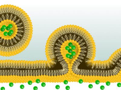 Liposomes