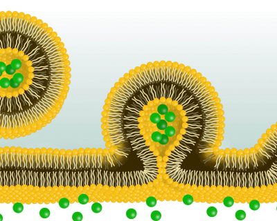 Liposomes