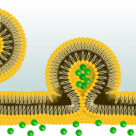 Liposomes